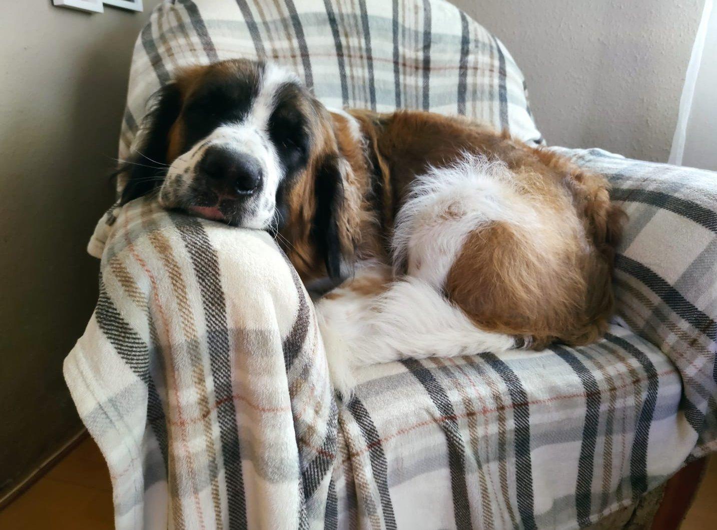 moszkvai kutya a fotelban