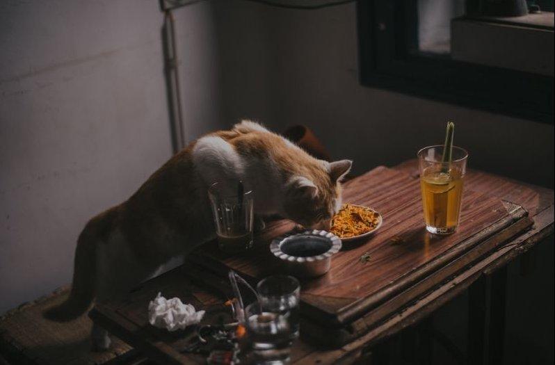 asztalról evő macska