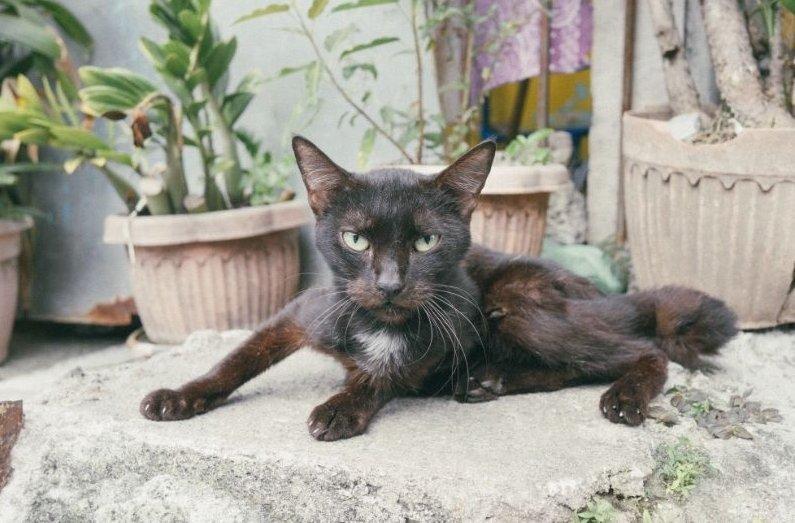 Fekete macska beteg