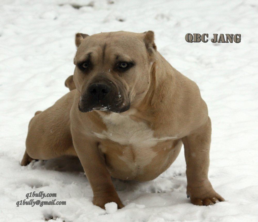 Bézs színű kutya a hóban