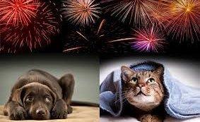 kutya, cica, tűzijáték