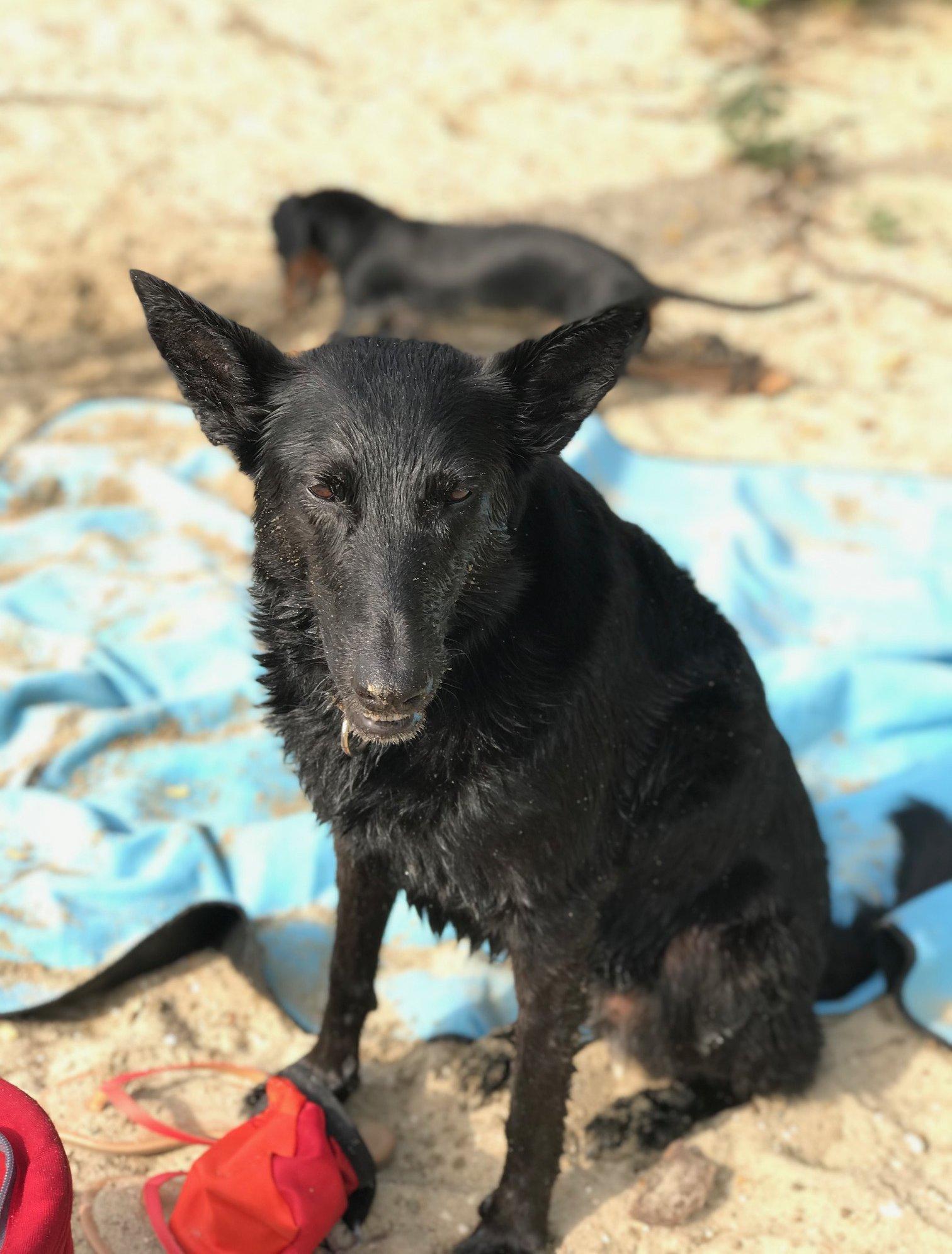 Fekete kutya a strandon