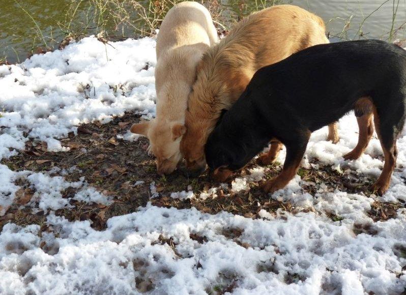 három kutya eszik valamit a hóban