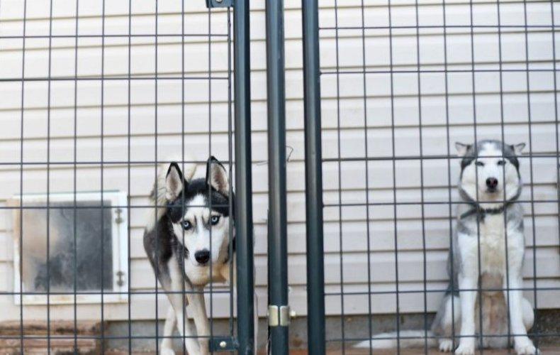 Huskyk a kennelben