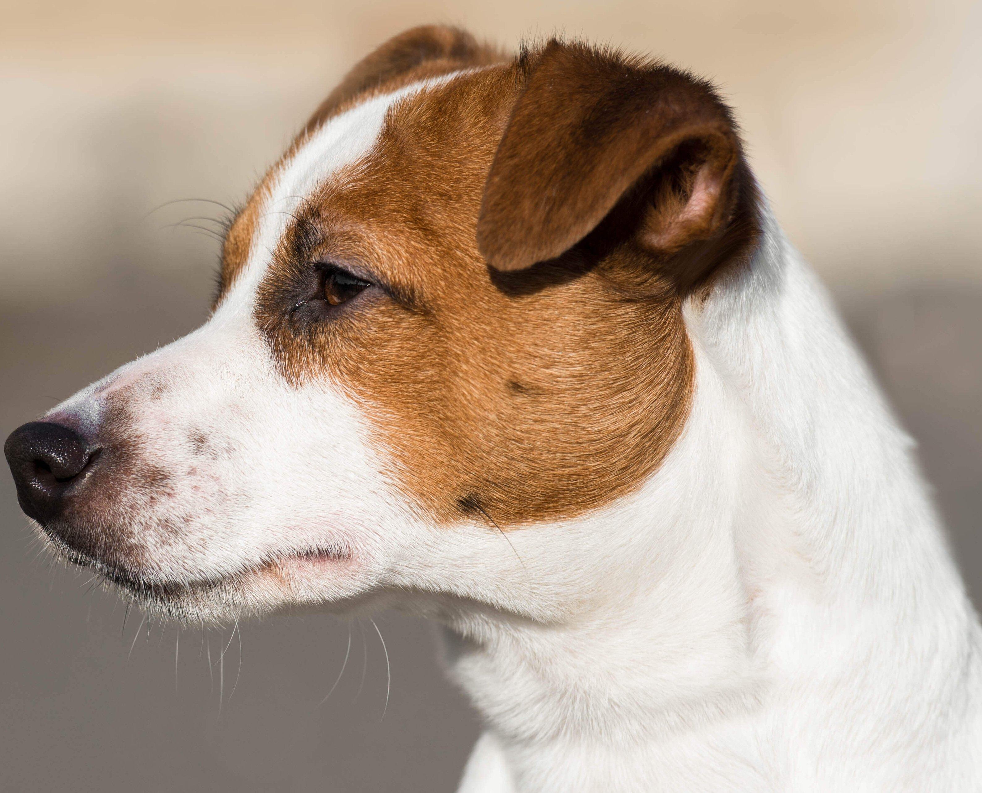 Jack Russell kan