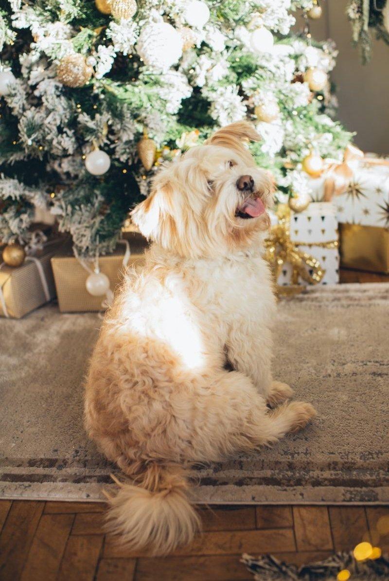 kutya a faalatt karácsonykor