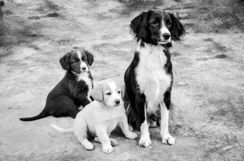 Kutya család