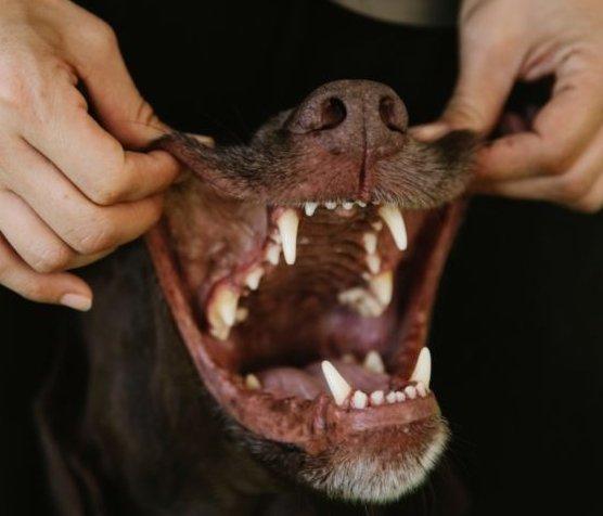 Kutya fogak ellenőrzése