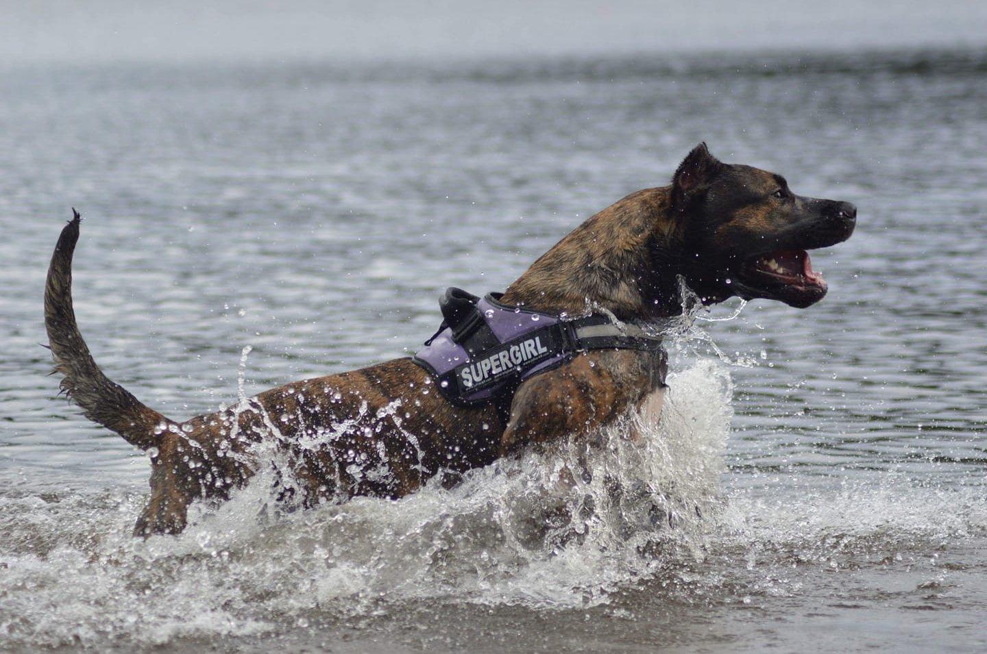 Vízben futó kutya