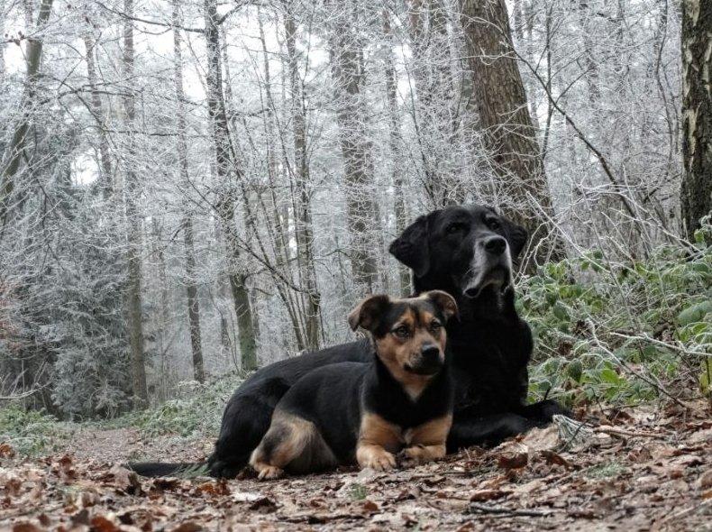 két kutya a téli erdőben