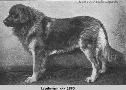 1895-ös Leonbergi ábrázolás