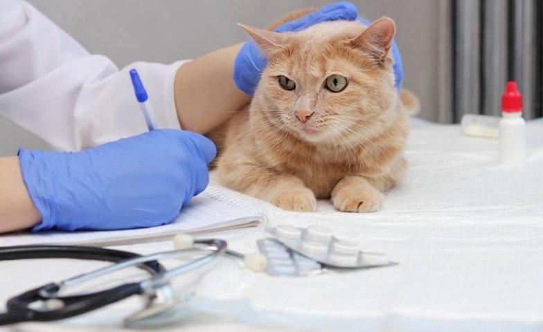 Macska az orvosnál