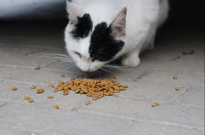 macska eszik a földről tápot