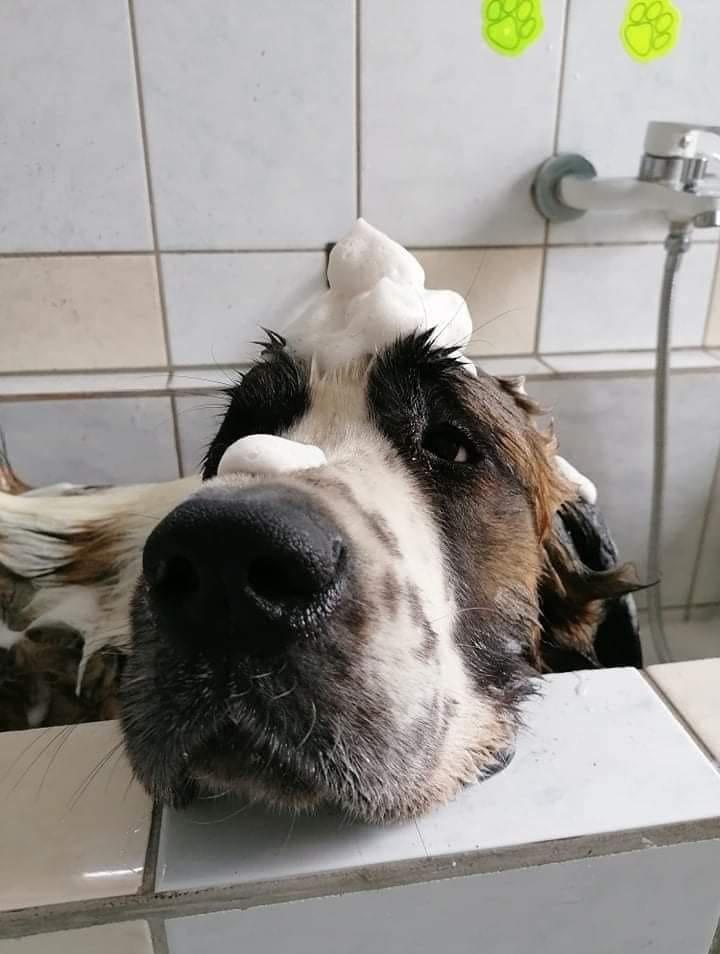 Kádban fürdő nagy kutya