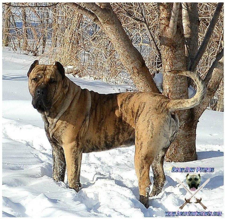 Kanári szigeteki kutya a hóban