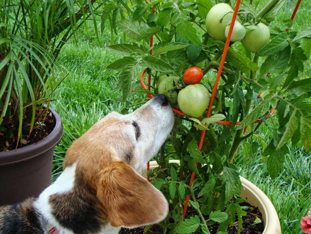 Meglepő lehet, de jobb ha kutyánk nem eszik éretlen zöldségeket a konyhakertben, forrás: petsfeed.co
