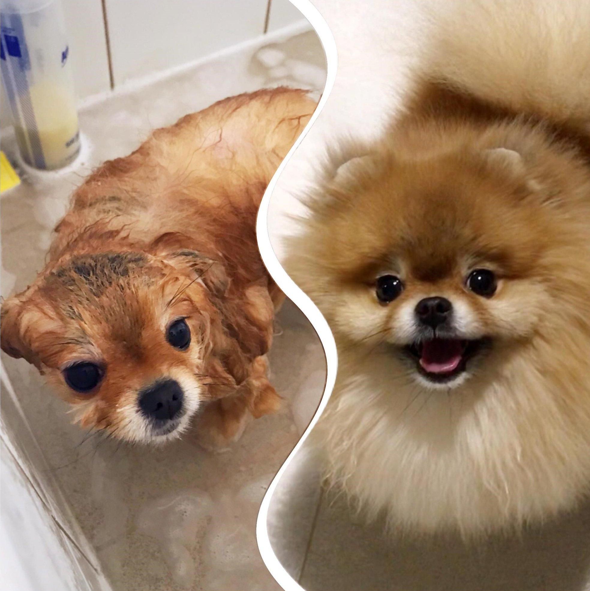 Kis kutya fürdés közben és után