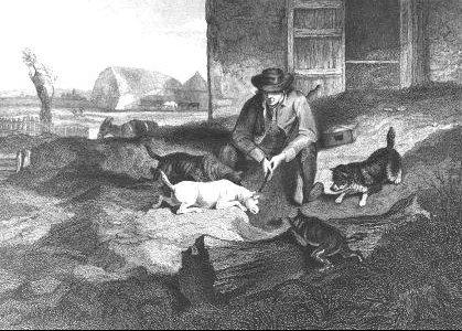 Patkány fogó terrierek 1837._forrás: norfolkterrierclub.co.uk