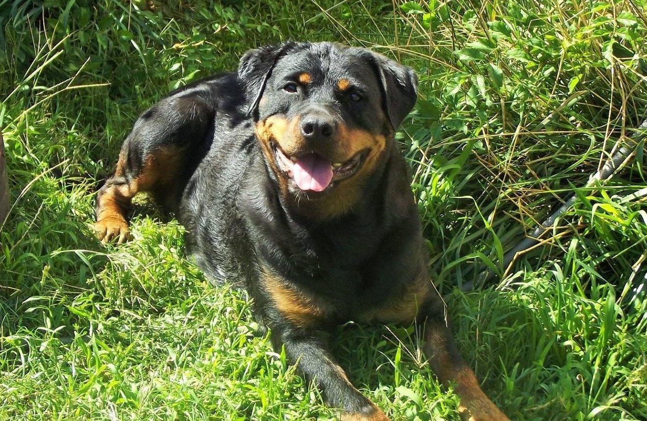 Sirocco Rottweiler kennel kutyája