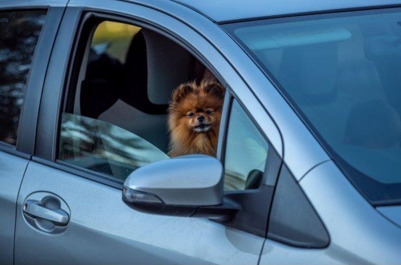 Kutyával autózás