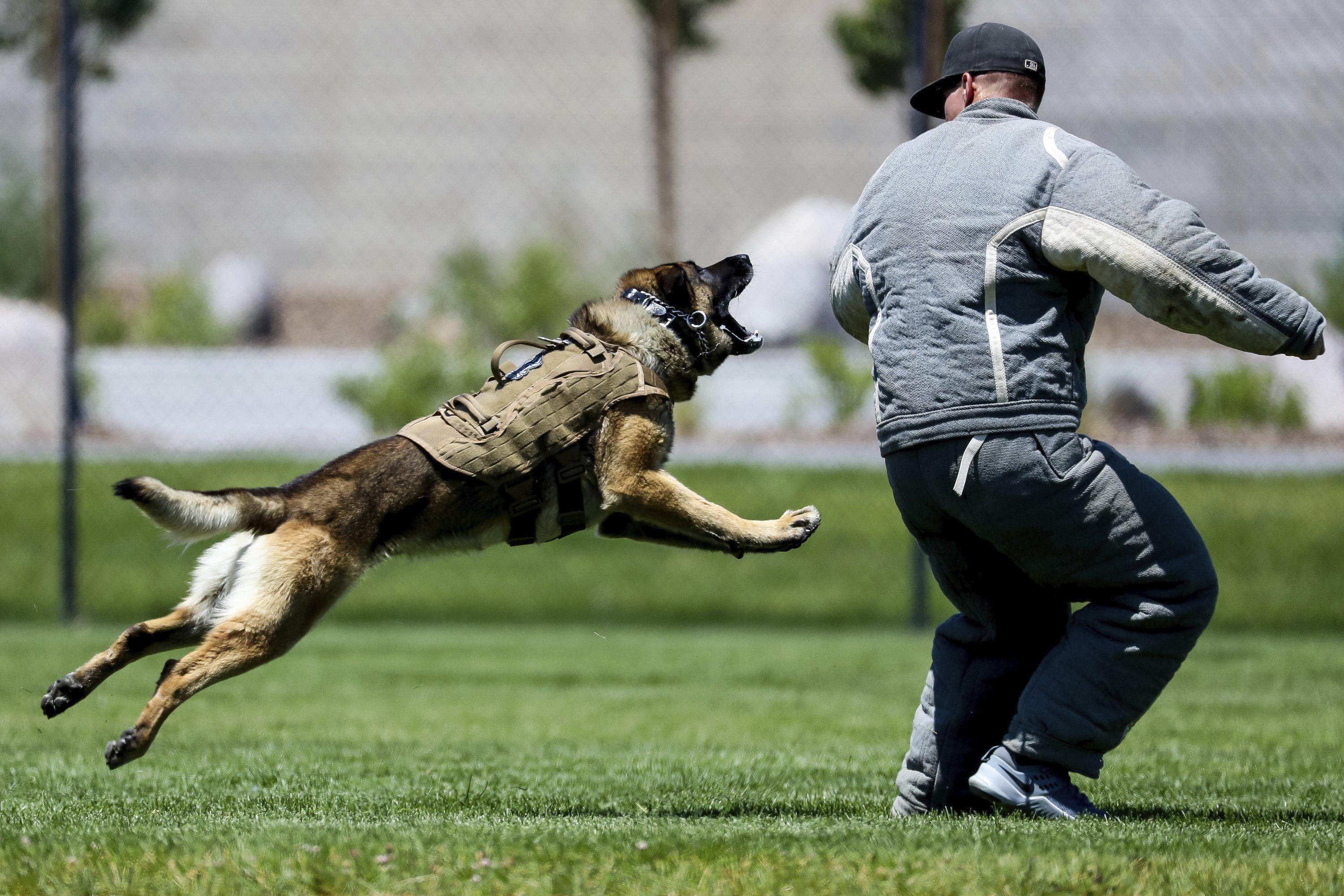Egy kiképzett kutya a rendőr legveszélyesebb fegyvere lehet_forrás: washingtonpost.com