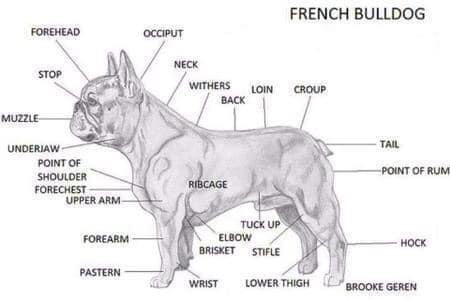 Francia bulldog testfelépítése