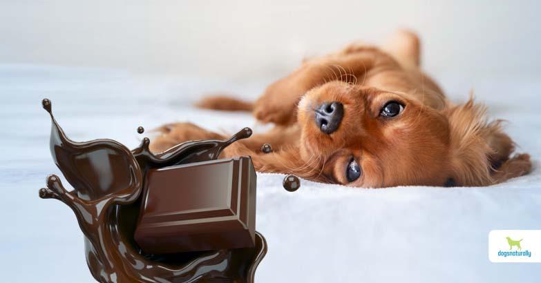Kutya és csoki dogsnaturallymagazine.com