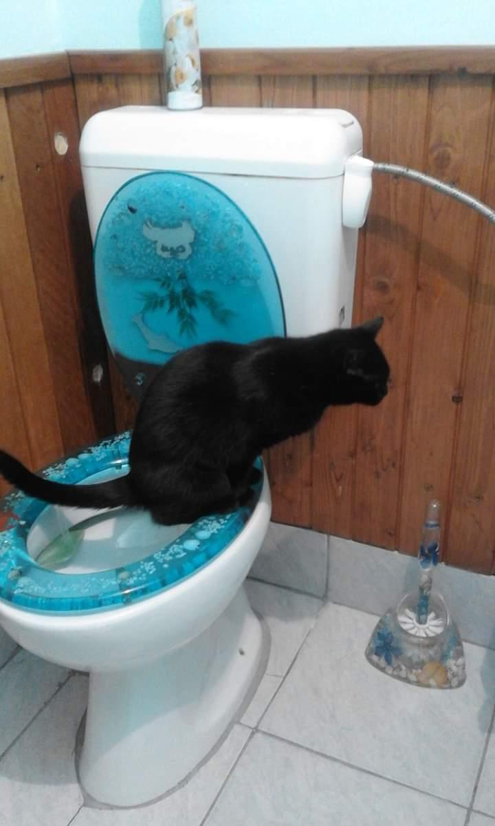 Macska ül a wcn