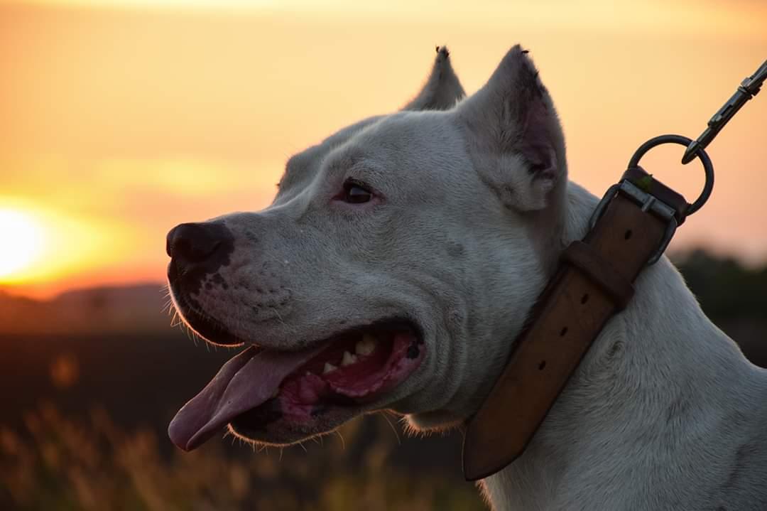 Argentin dog a naplementébe