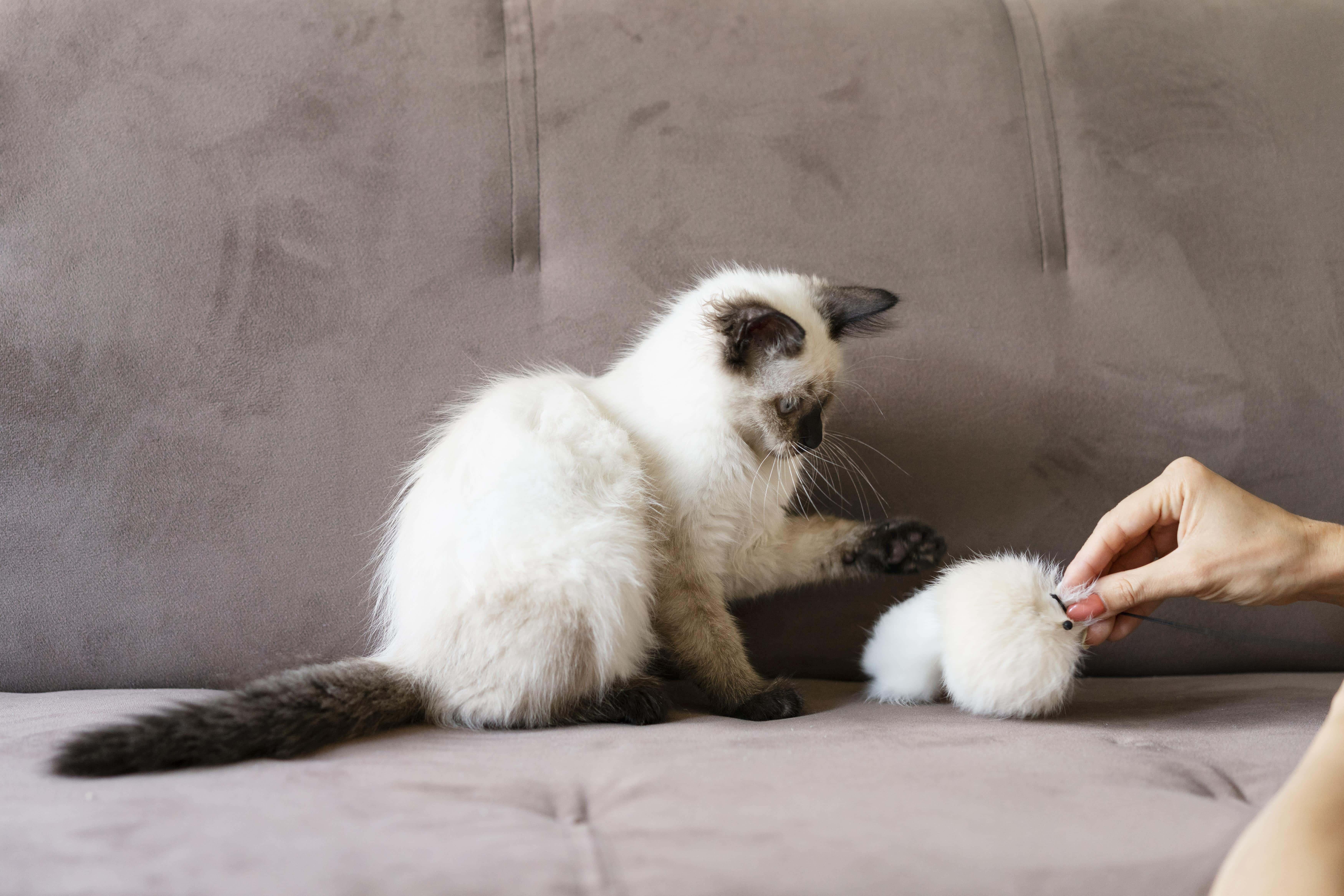 plüssjátékkal játszó cica