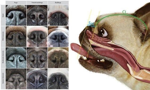 Francia bulldog orr nyílás típusai