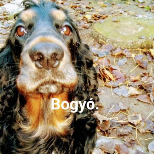 Bogyó