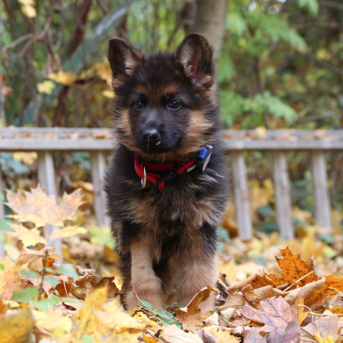 Max