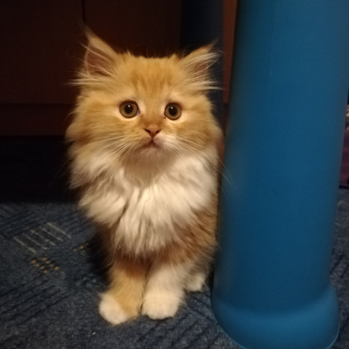Félix