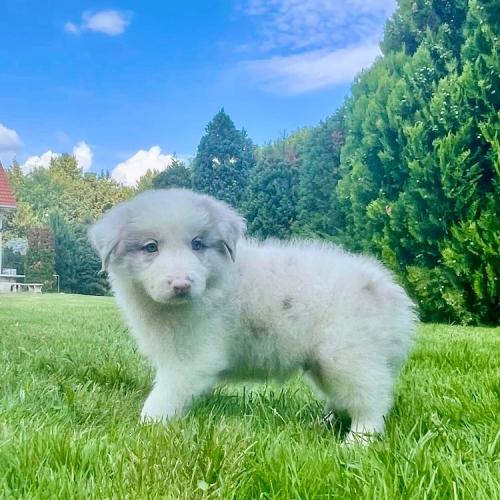 Border Collie Fluffy