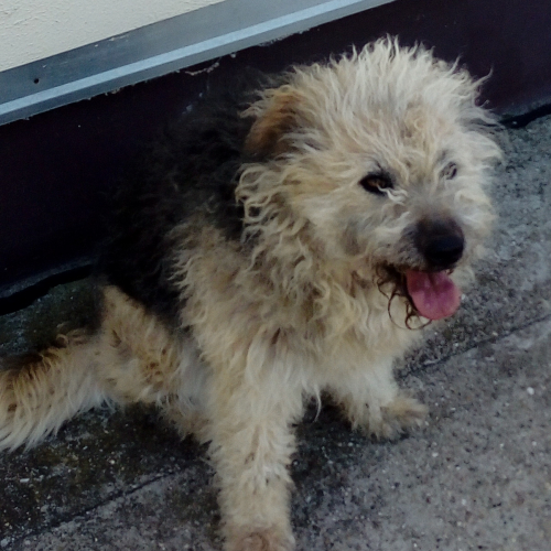 Pucuka
