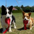 Pembroke Welsh Corgi