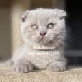 Skót lógófülű macska