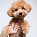 Maltipoo