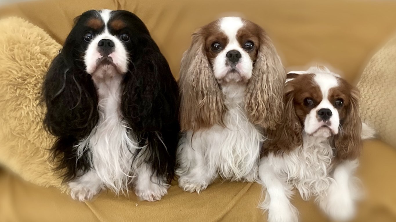 Cavalier King Charles spániel fajta bemutató - Petissimo Magazin