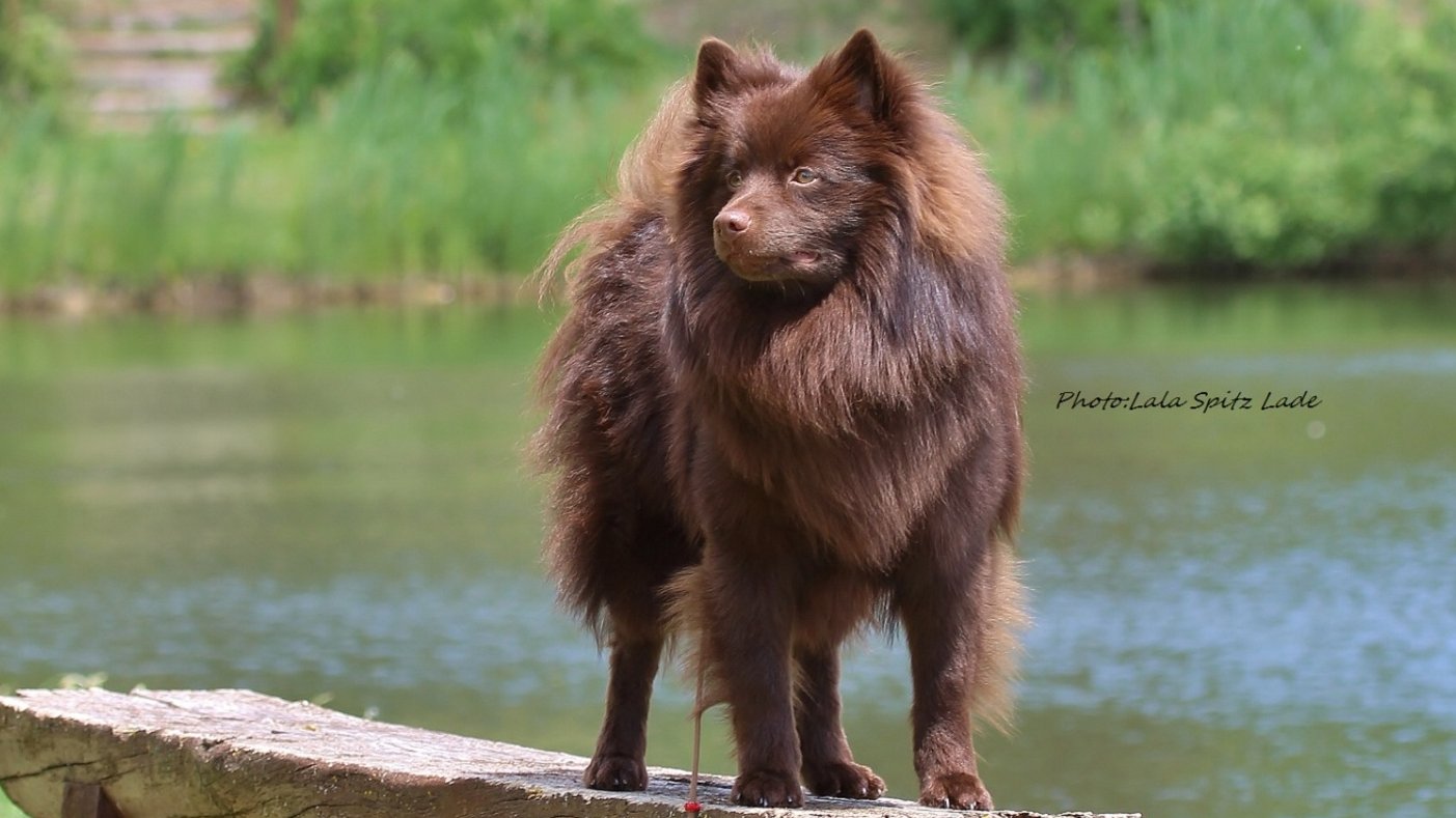 Német közép spicc fajta bemutató - Petissimo Magazin